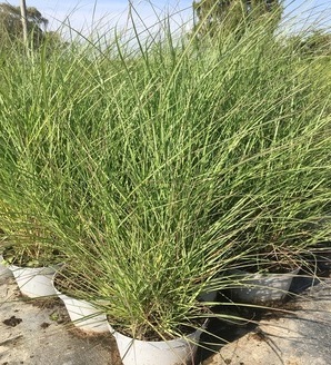 Miscanthus sinensis 'Silberspinne' / miskant chiński