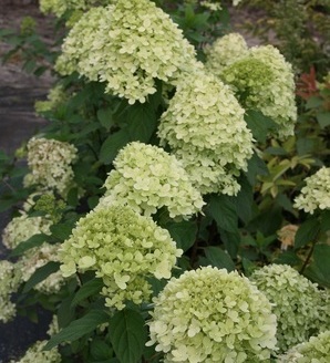 Hydrangea paniculata 'Limelight' ® / hortensja bukietowa