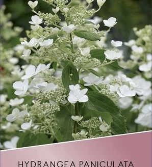 Hydrangea paniculata 'Levana'® / hortensja bukietowa