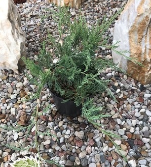 Juniperus virginiana 'Grey Owl' / jałowiec wirginijski