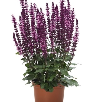 Salvia nemorosa 'Midnight Rose' PBR / szałwia omszona