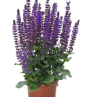 Salvia nemorosa 'Midnight Purple' PBR / szałwia omszona