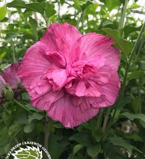 Hibiscus syriacus 'Magenta Chiffon'® / ketmia / róża chińska 