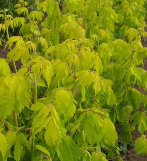 Acer negundo 'Kelly's Gold'