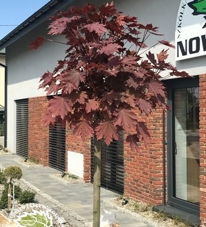 Acer platanoides 'Purple Globe'